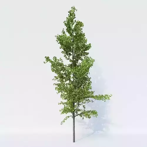 Generic Architectural Tree 3D model