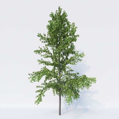 Generic Architectural Trees  3D model