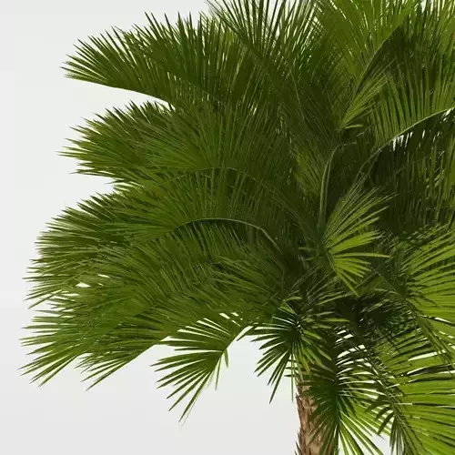 Cycas palm Tree
