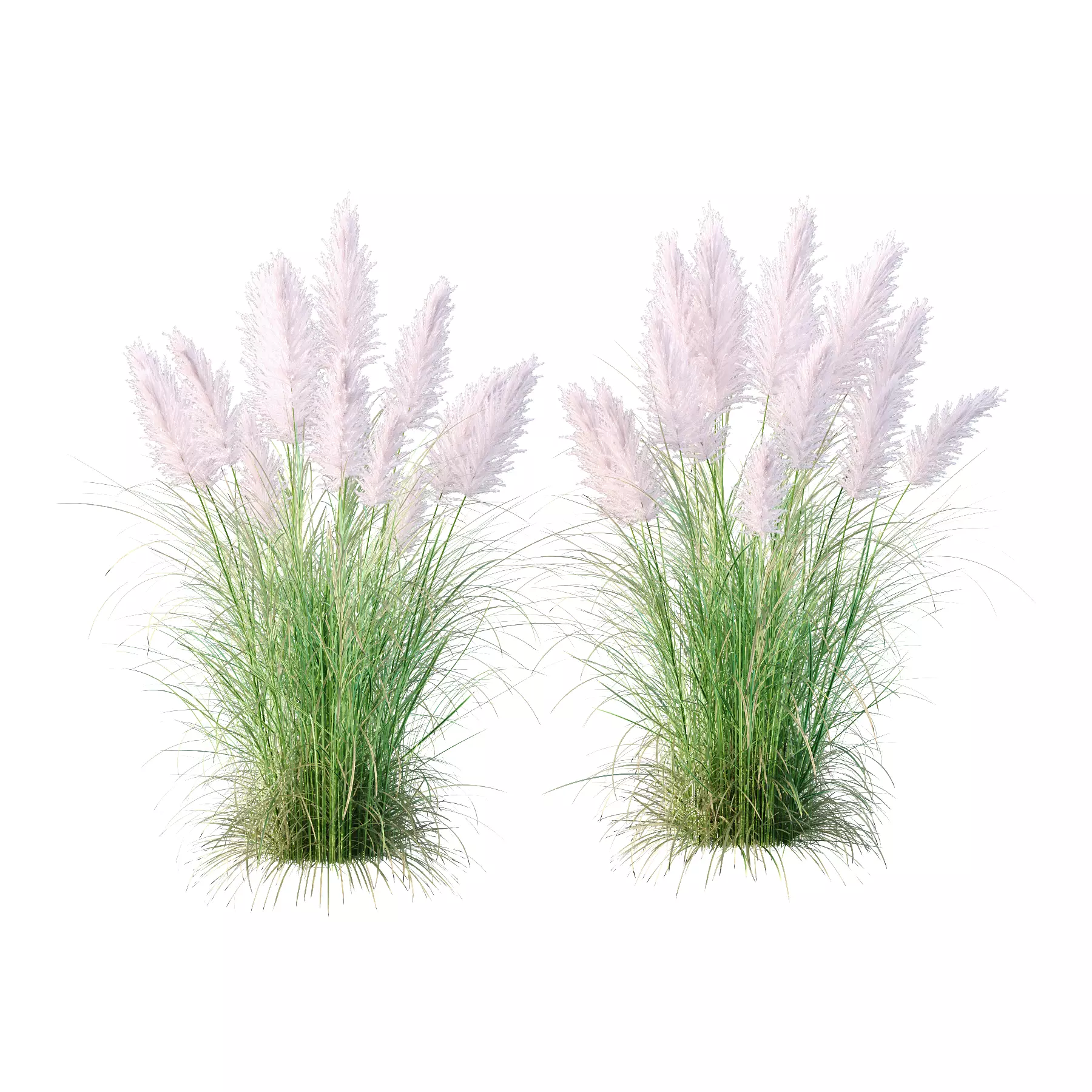 Cortaderia dioica Rosea Grass 01 3D model