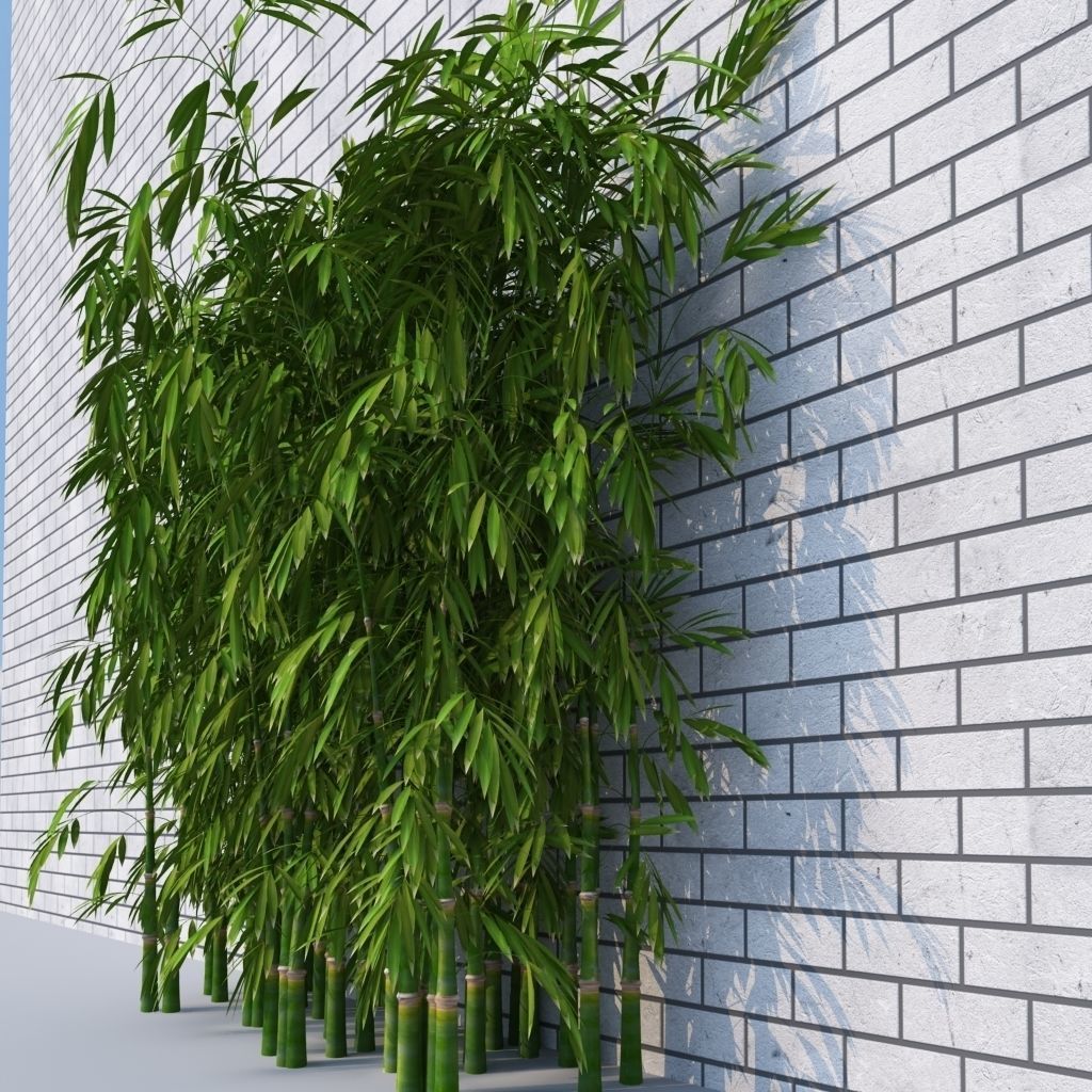 Dense Bamboo Against Wall  3D model_1