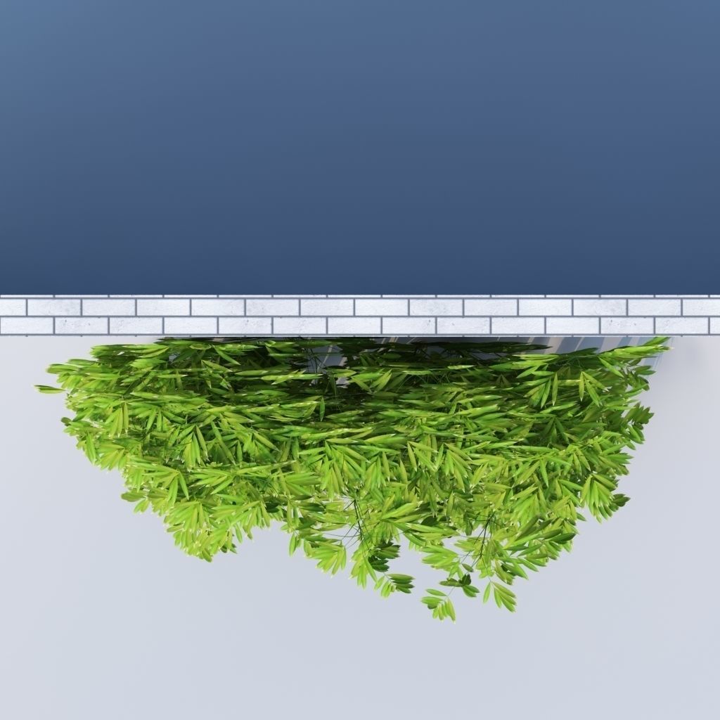 Dense Bamboo Against Wall  3D model_3