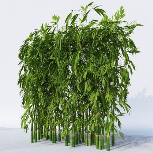 Dense Bamboo Against Wall  3D model