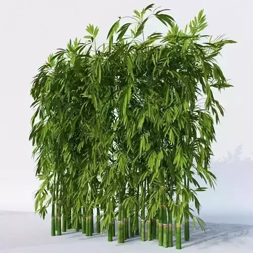 Dense Bamboo Against Wall 