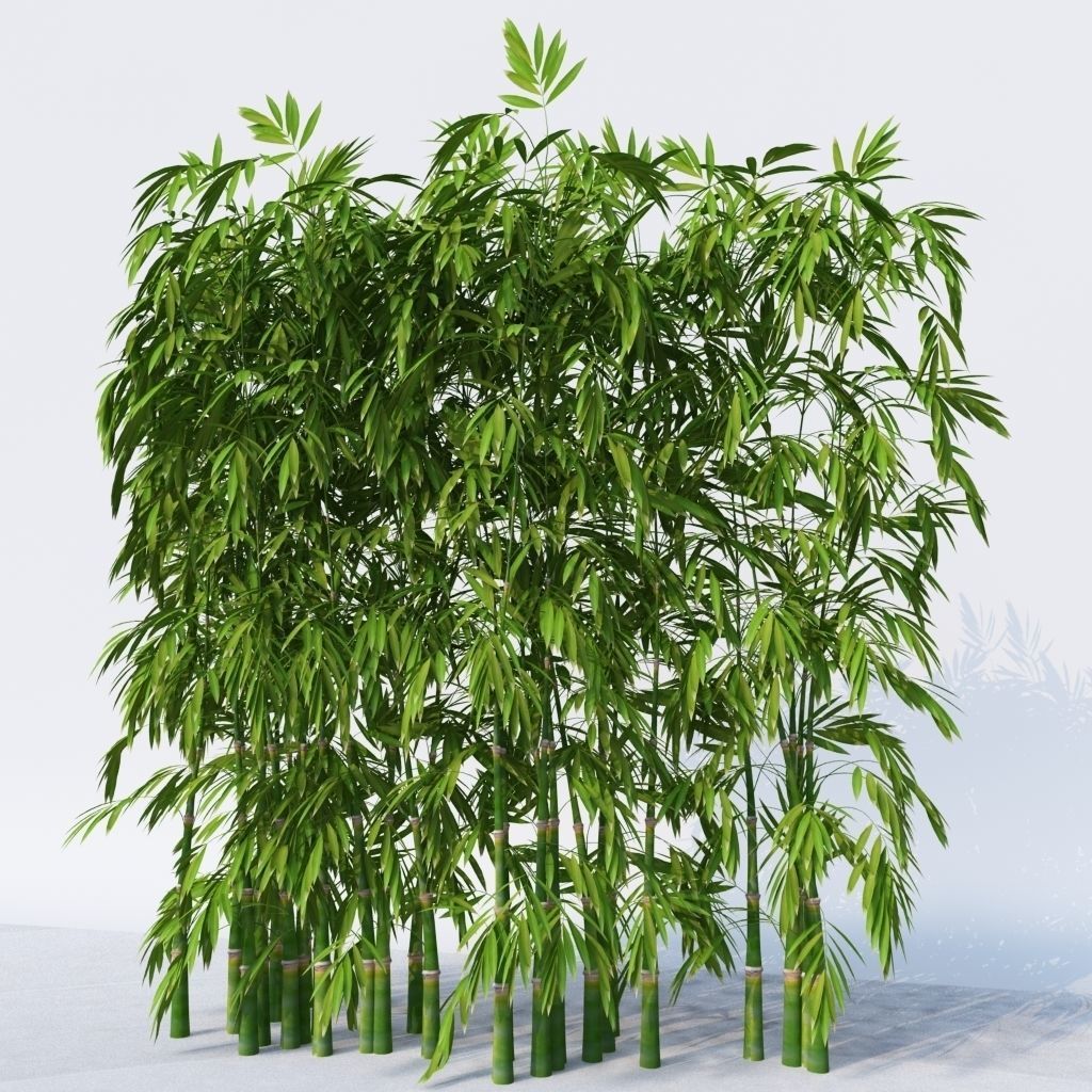 Dense Bamboo Against Wall  3D model_2