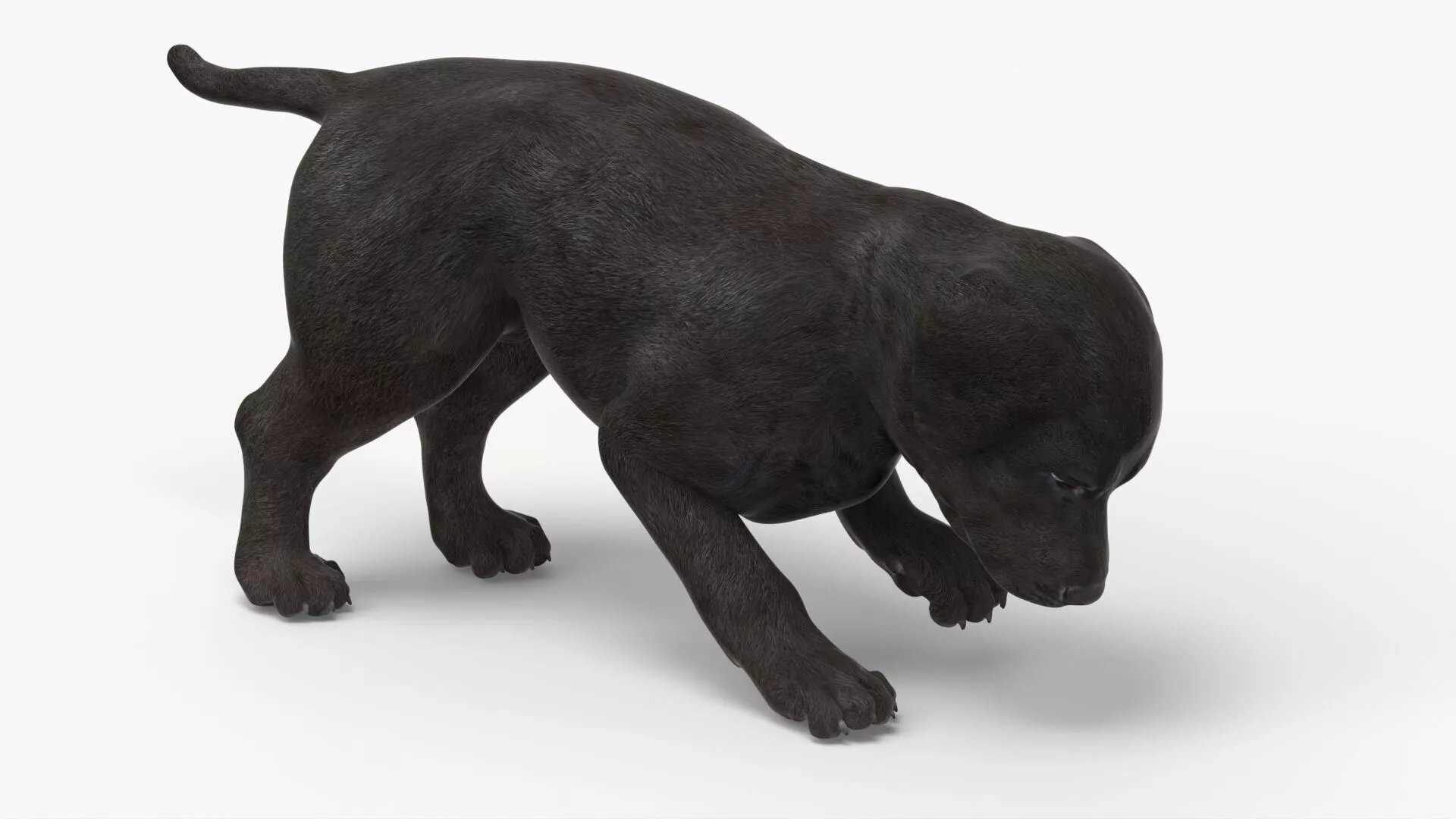 Labrador Pup Sniffing Trail Animated Rigged 3D model