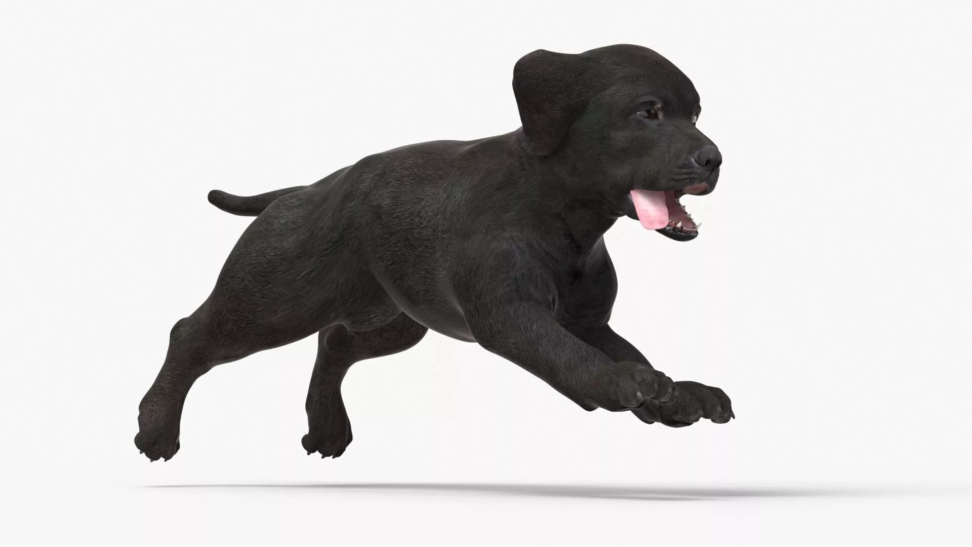Walking to Running Retriever Puppy Animated Rigged 3D model