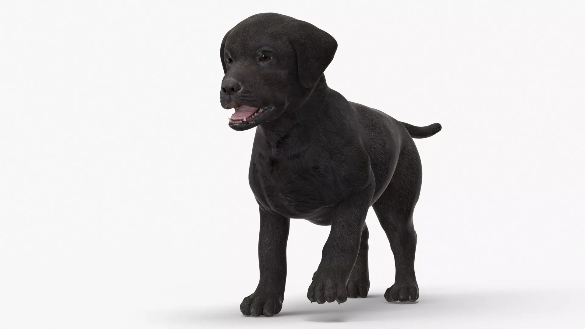 Labrador Puppy Leisurely Walk Animated Rigged 3D model