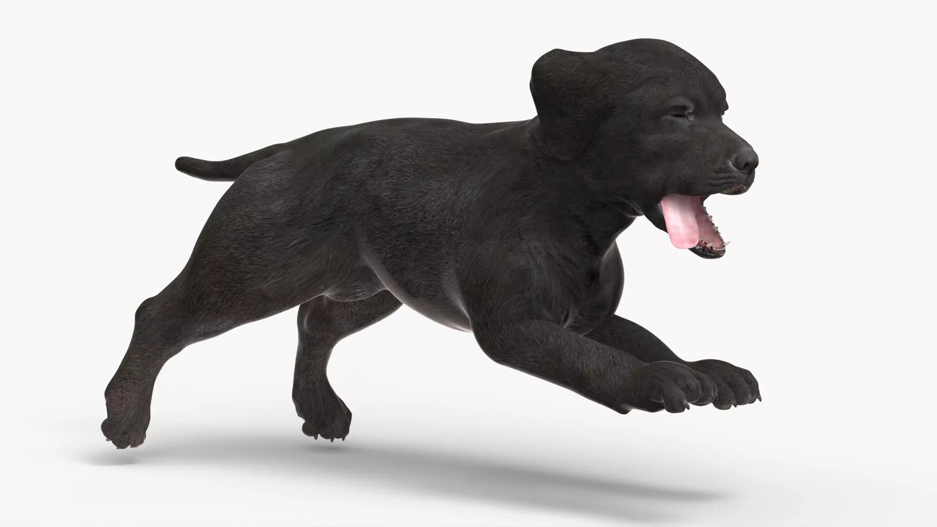Happy Retriever Puppy Running Animated Rigged 3D model