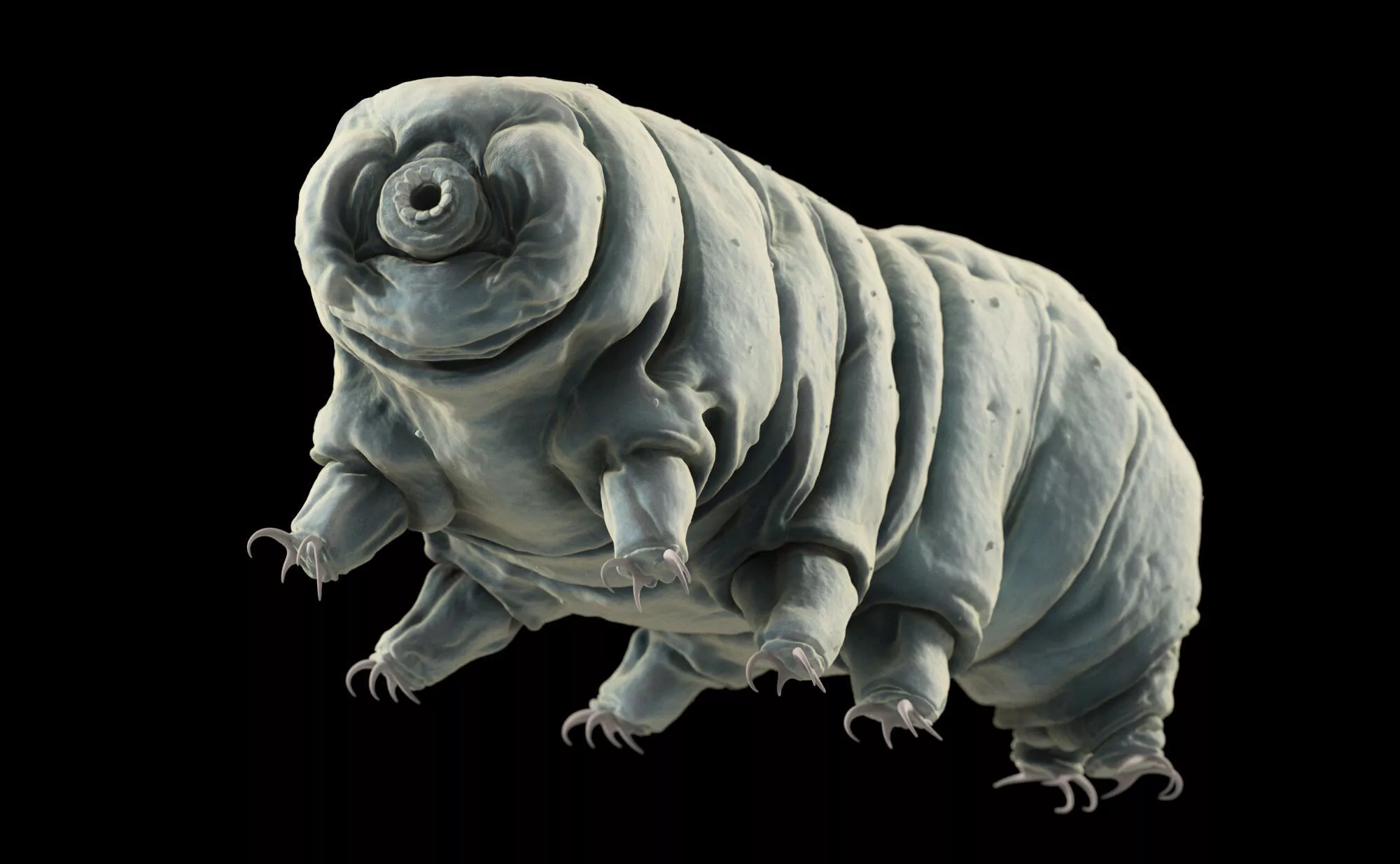 Tardigrade water bear 3D model