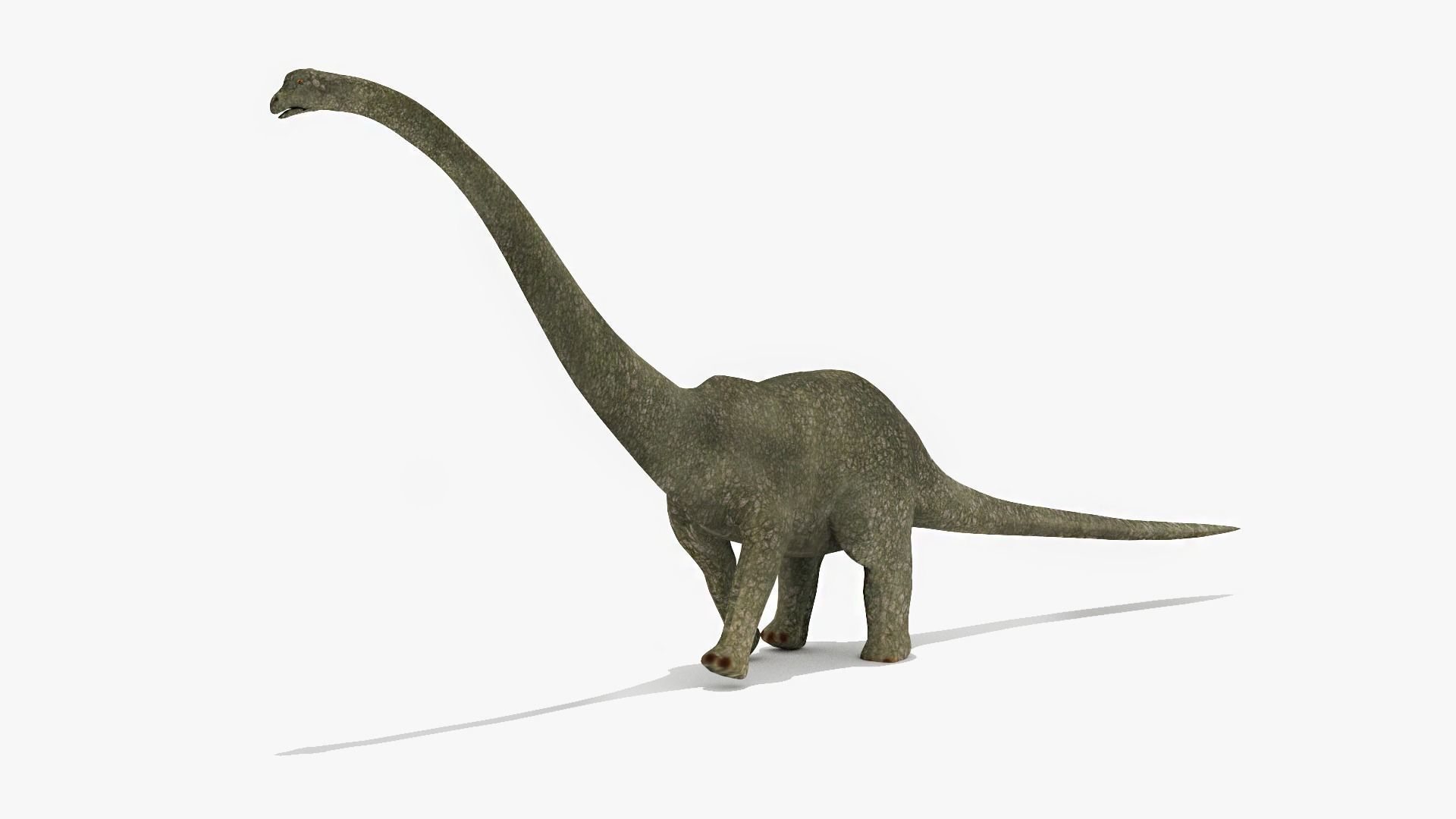 Diplodacus Dinosaur -Animated Low-poly 3D model_6