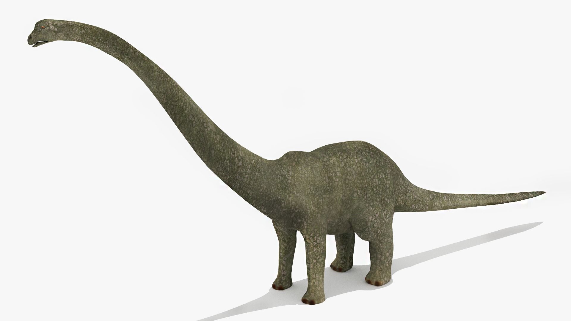 Diplodacus Dinosaur -Animated Low-poly 3D model_5