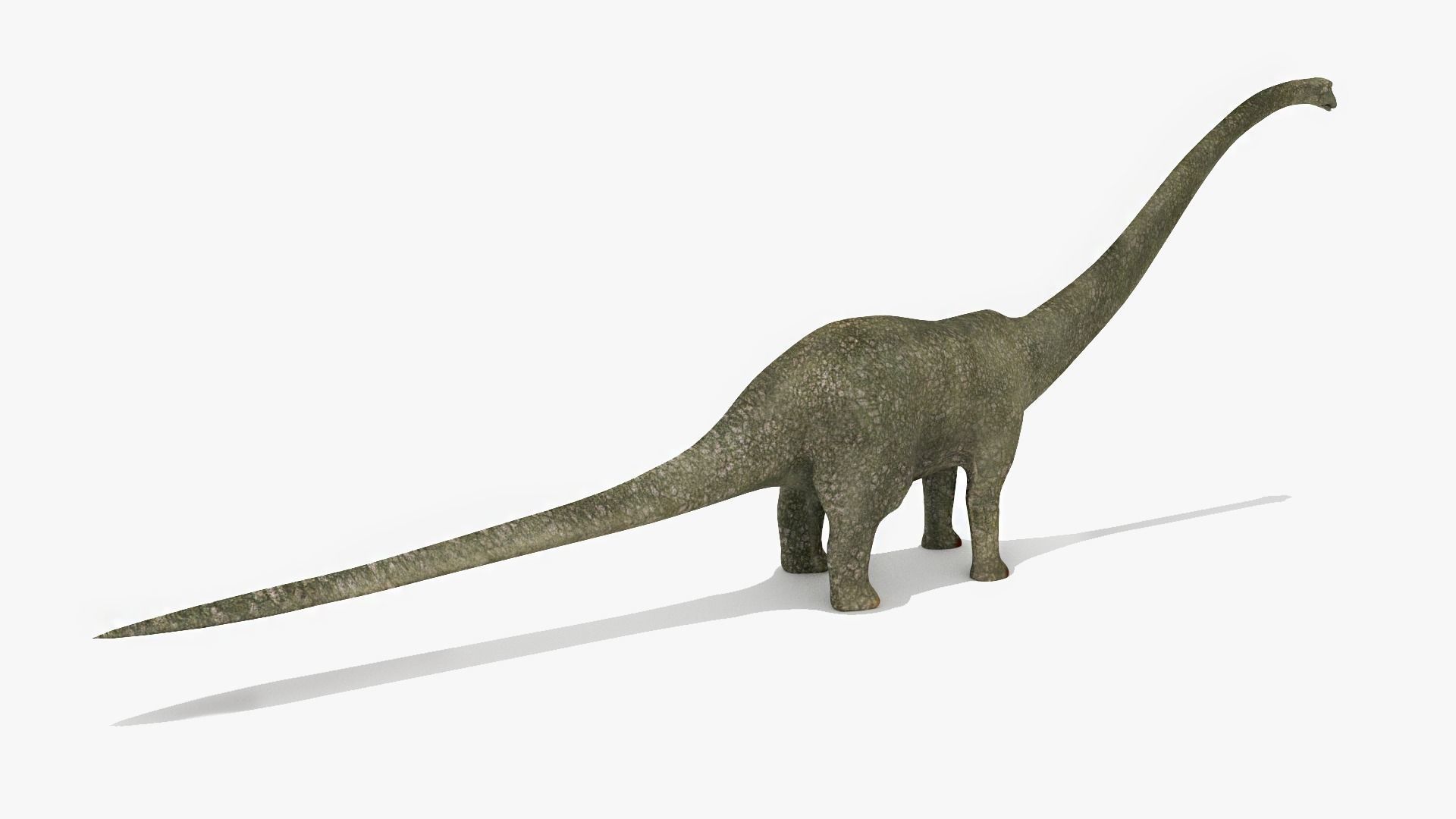 Diplodacus Dinosaur -Animated Low-poly 3D model_4