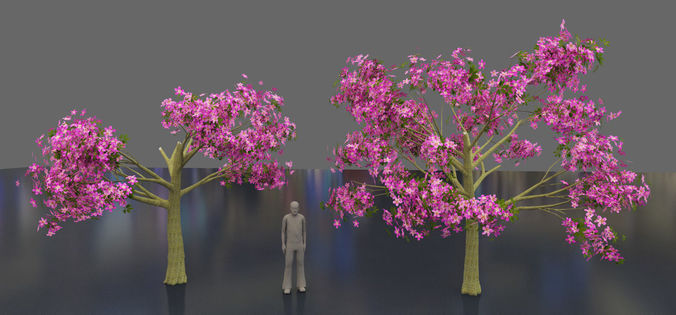 Silk floss tree - chorisia speciosa 3D model