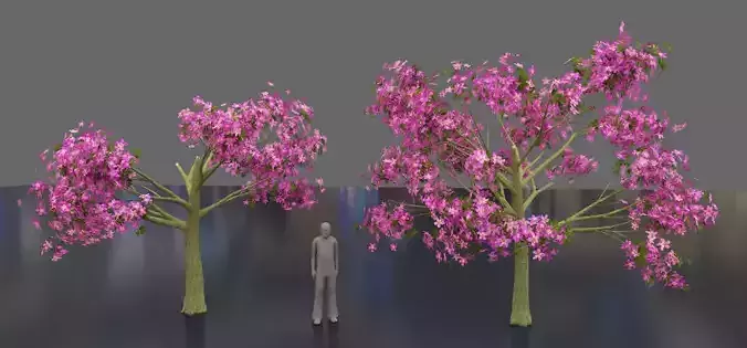 Silk floss tree - chorisia speciosa 3D model