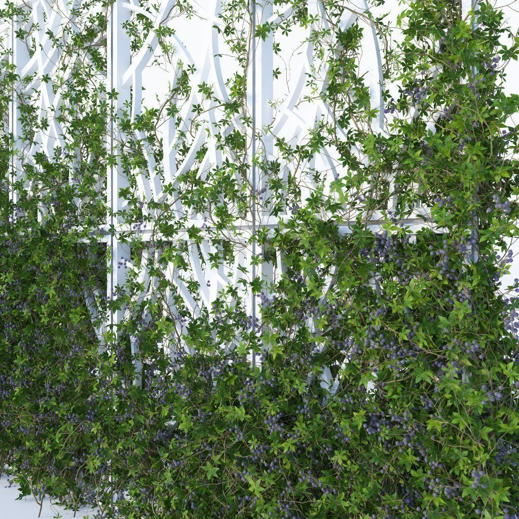 Virginia Creeper  3D model_1