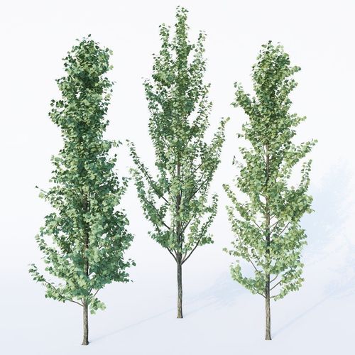 3 Generic Architectural Trees  3D model