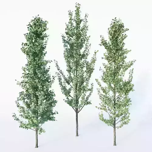3 Generic Architectural Trees  3D model