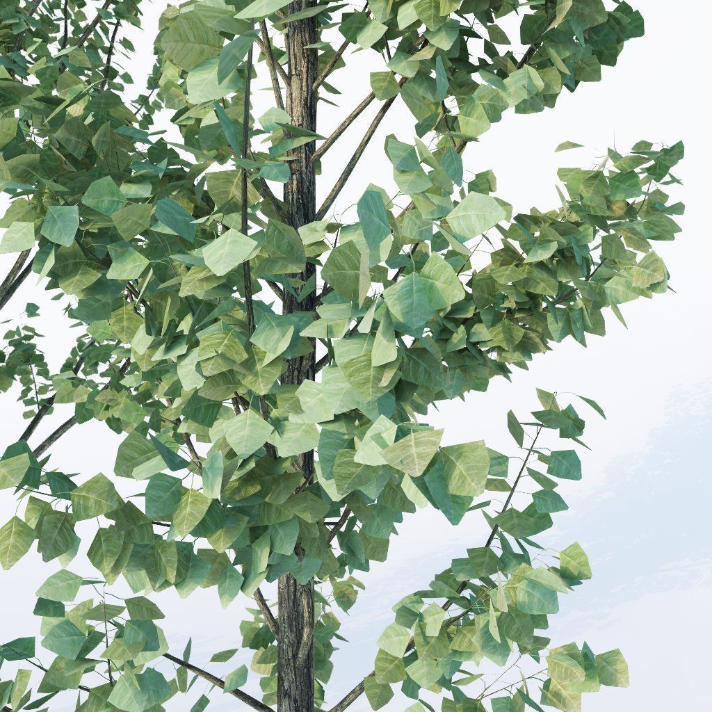 3 Generic Architectural Trees  3D model_1