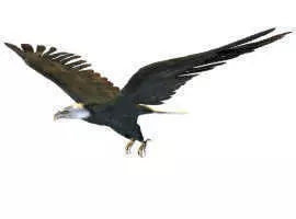 Black Eagle Free 3D model