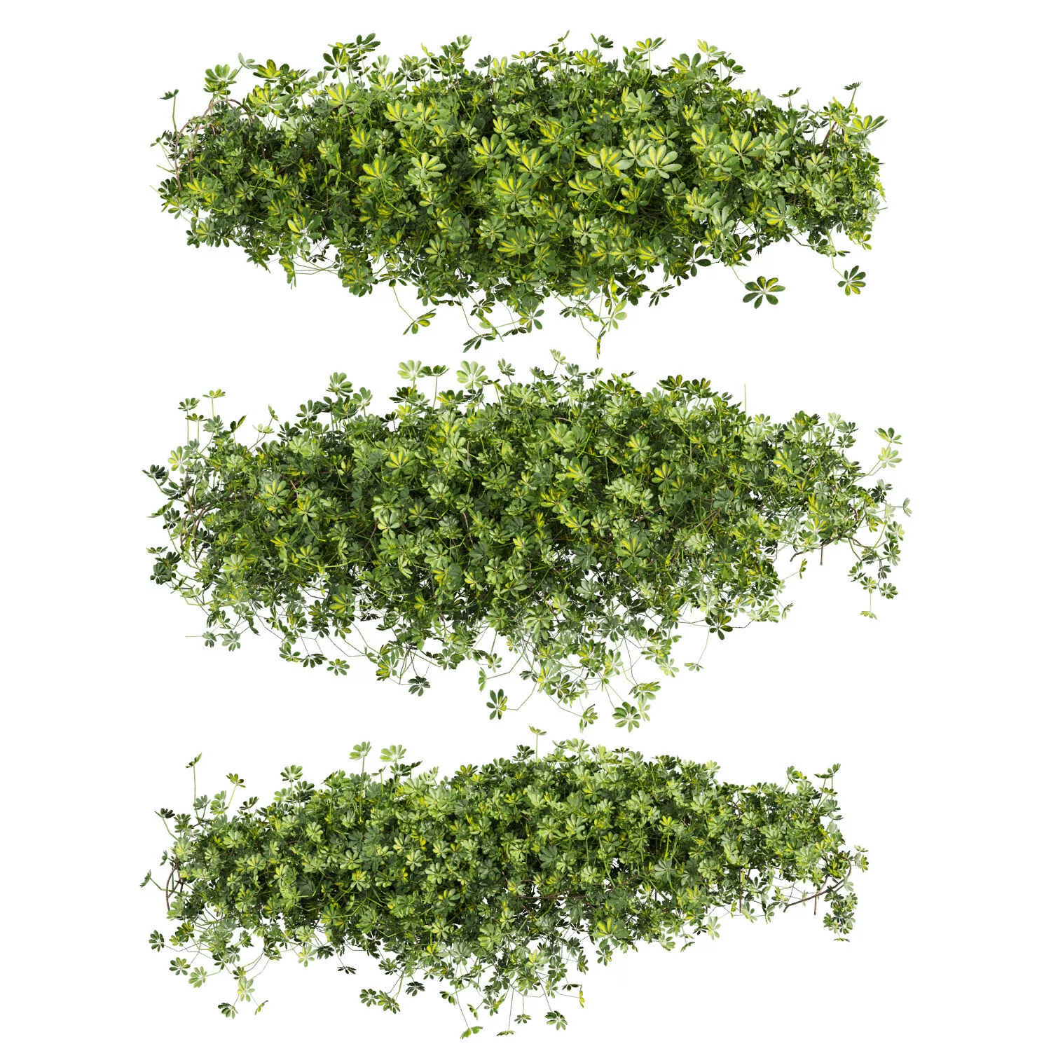 plant vol 905 - Outdoor - bush - ivy - Schefflera 3D model