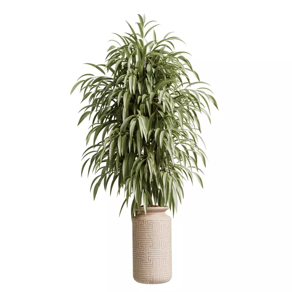 Ficus Binnendijkii Alii Maclellandii4 Free 3D model