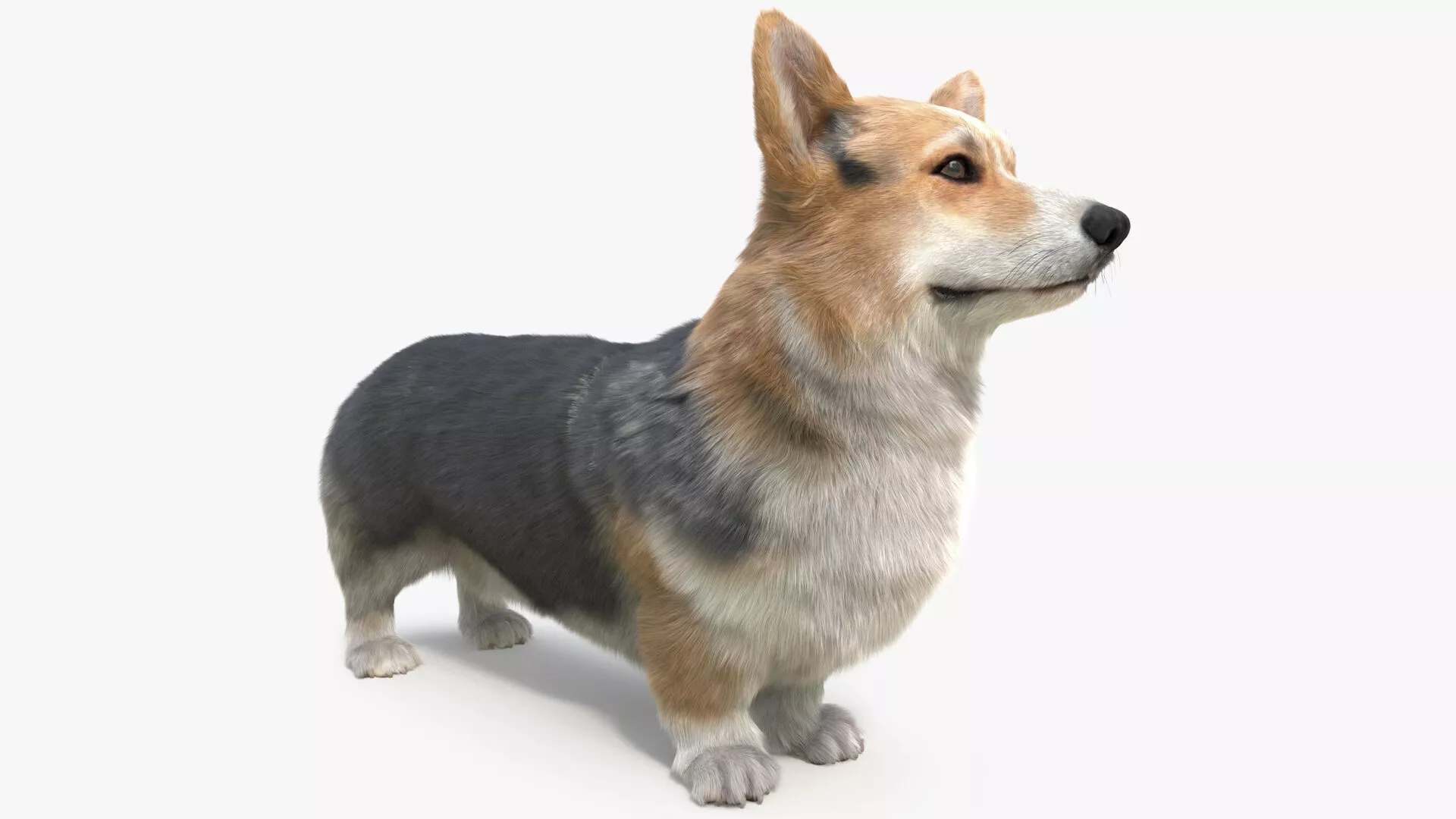 Tricolor Welsh Corgi Pembroke Fur 3D model