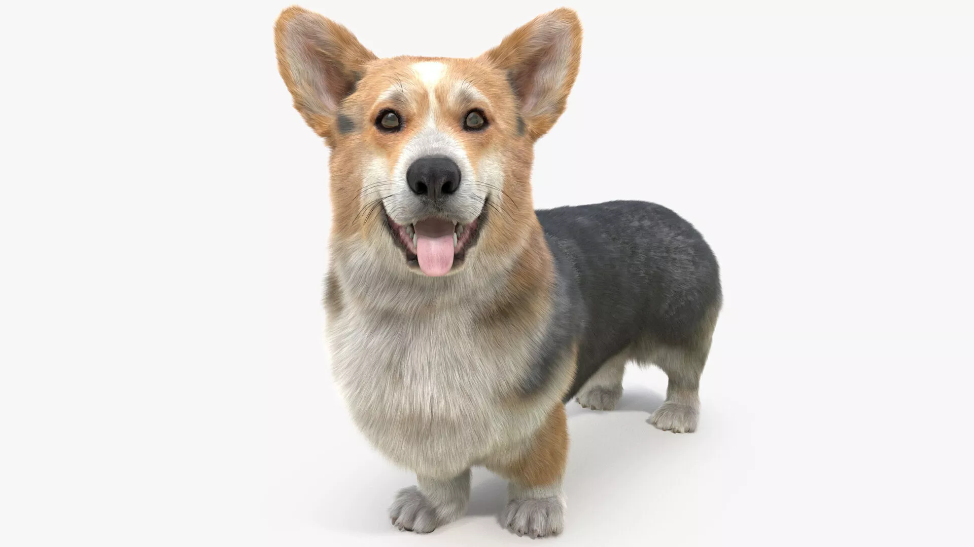 Tricolor Welsh Corgi Pembroke Standing Pose Fur 3D model