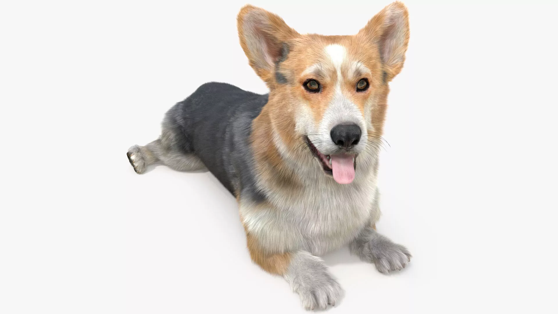 Tricolor Welsh Corgi Pembroke Resting Pose Fur 3D model