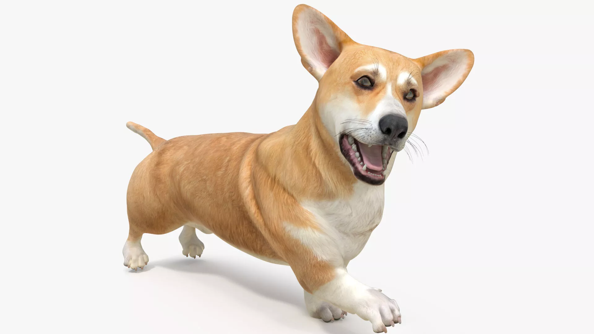 Dog Welsh Corgi Pembroke Rigged 3D model