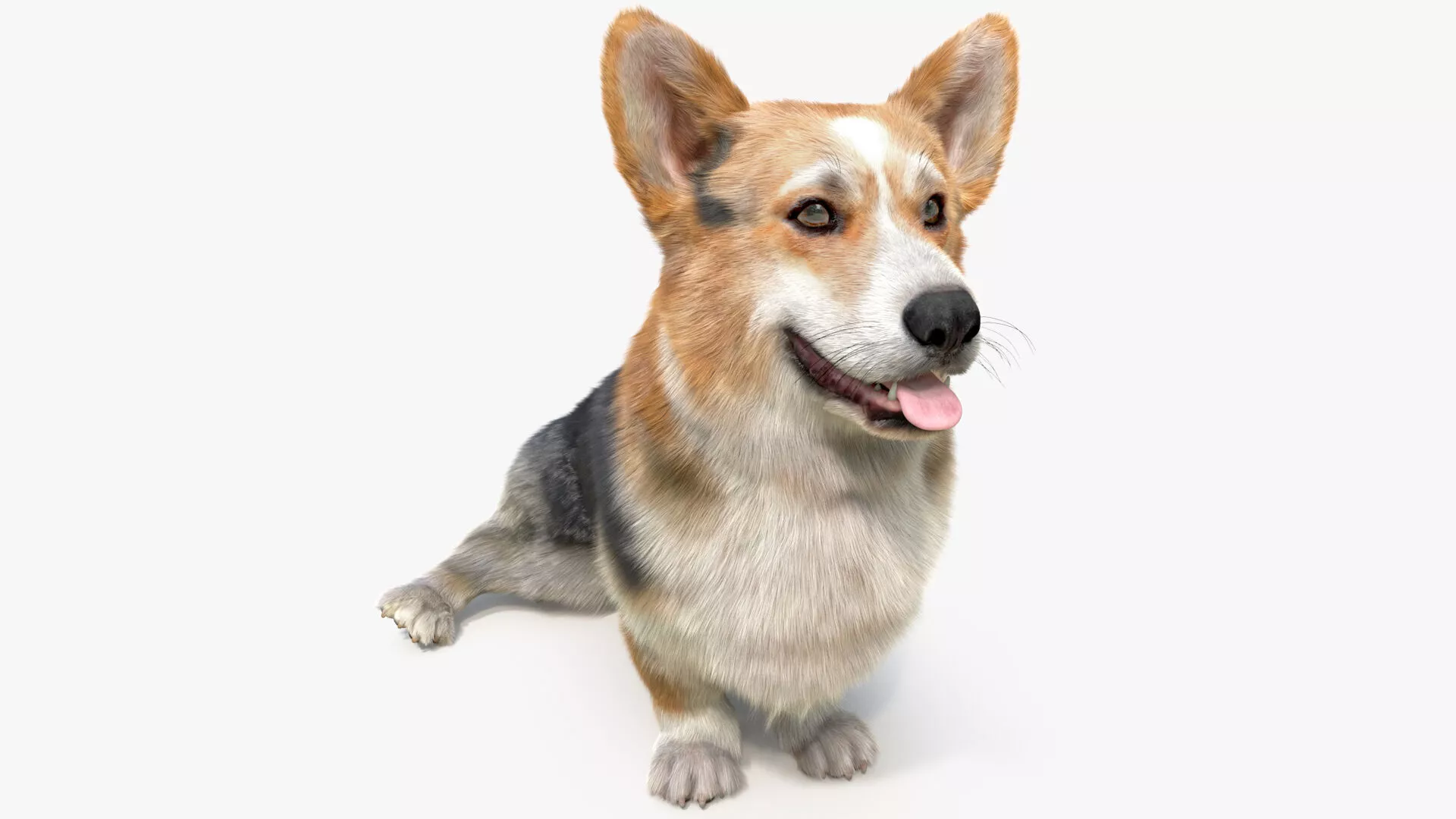 Tricolor Welsh Corgi Pembroke Sitting Pose Fur 3D model
