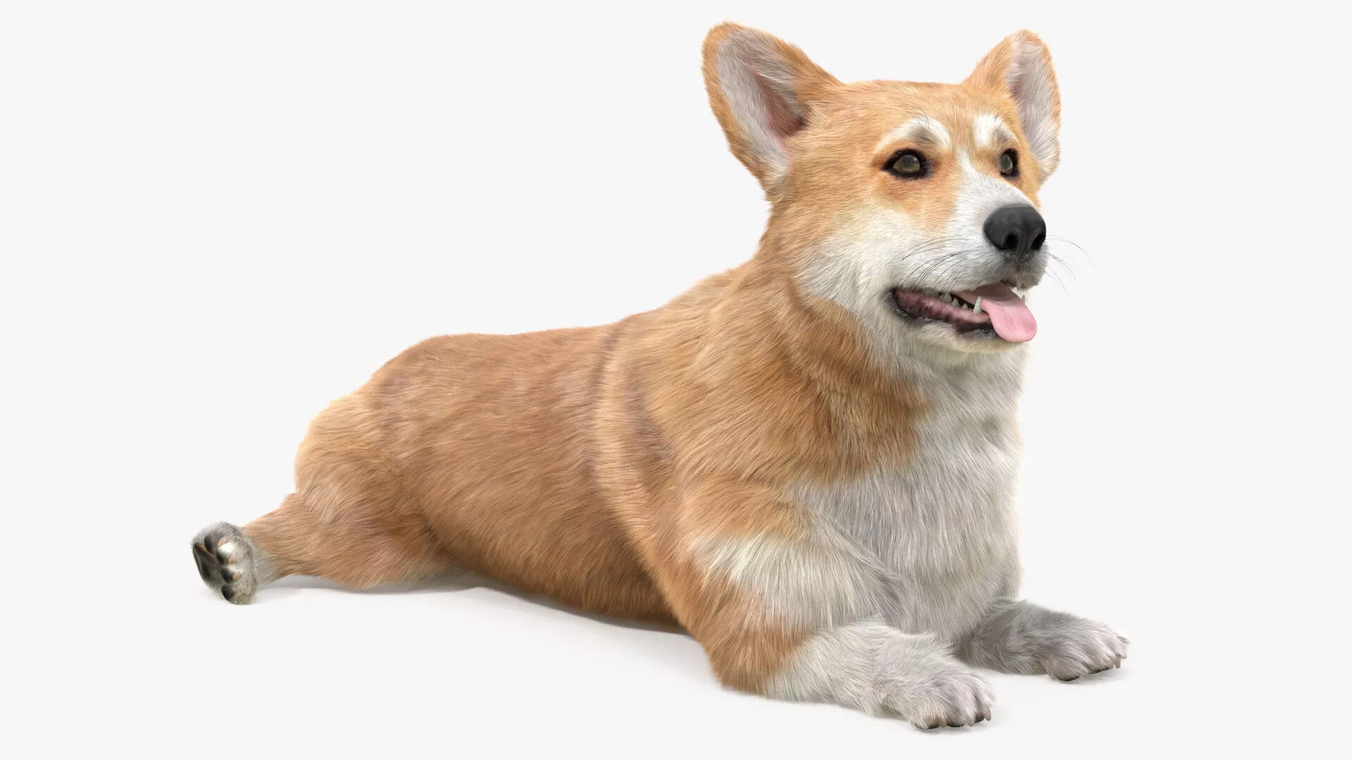 Pembroke Welsh Corgi Dog Lying Pose Fur 3D model