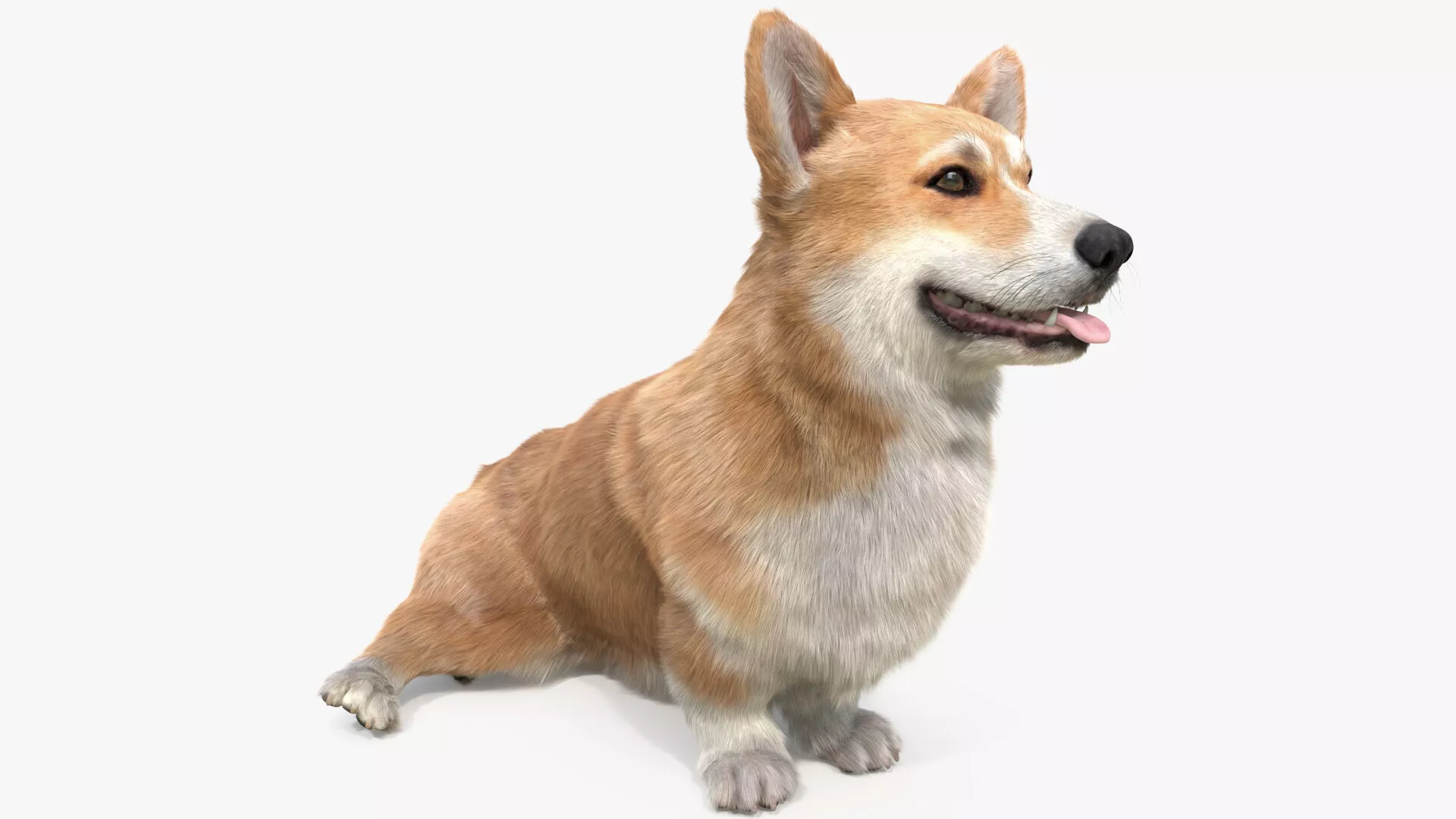 Pembroke Welsh Corgi Dog Sitting Pose Fur 3D model