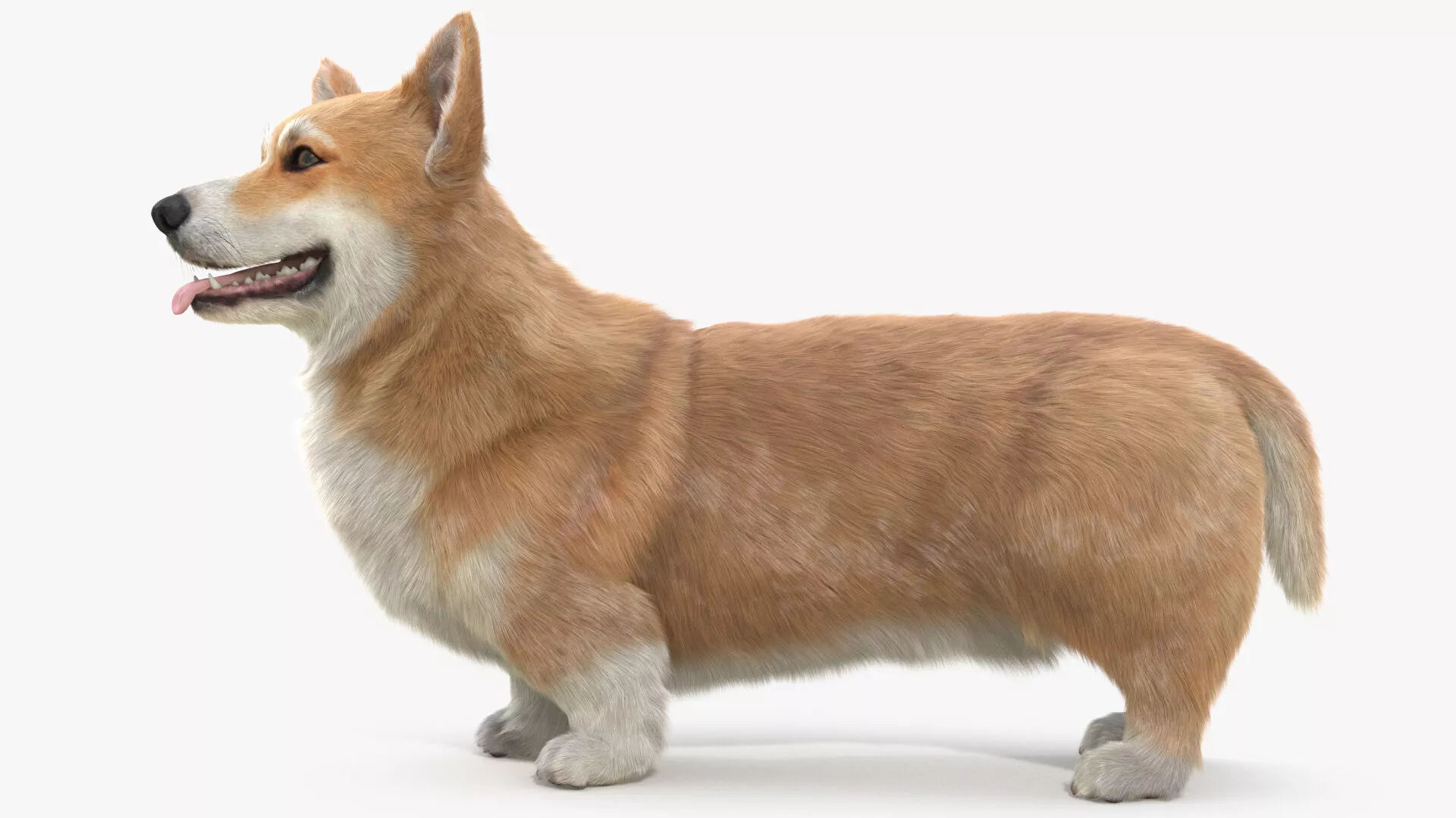 Pembroke Welsh Corgi Dog Fur Rigged 3D model