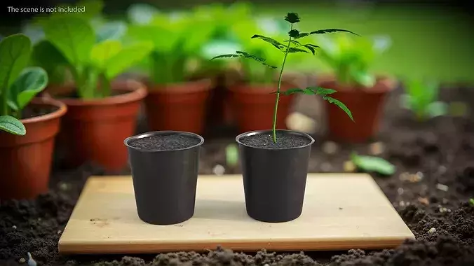 GreenGrow Tomato Seedling in Nursery Pot Black 3D model 3