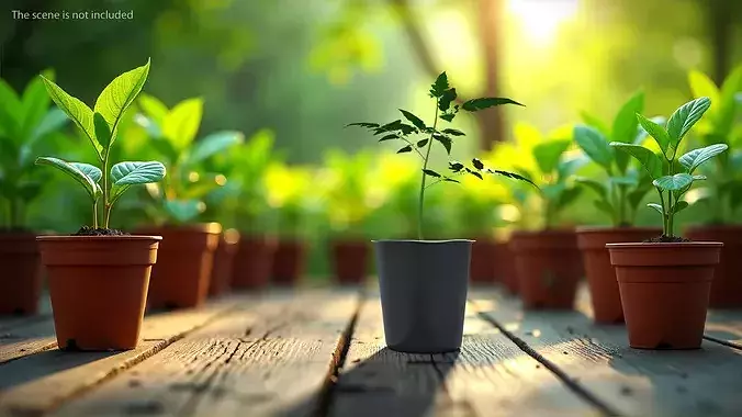 GreenGrow Tomato Seedling in Nursery Pot Black 3D model 2