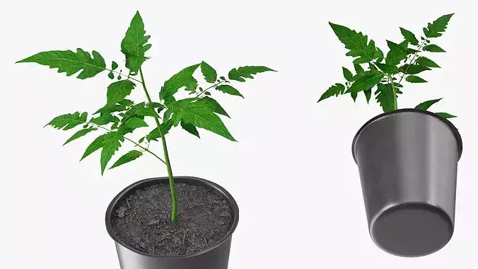 GreenGrow Tomato Seedling in Nursery Pot Black 3D model 7