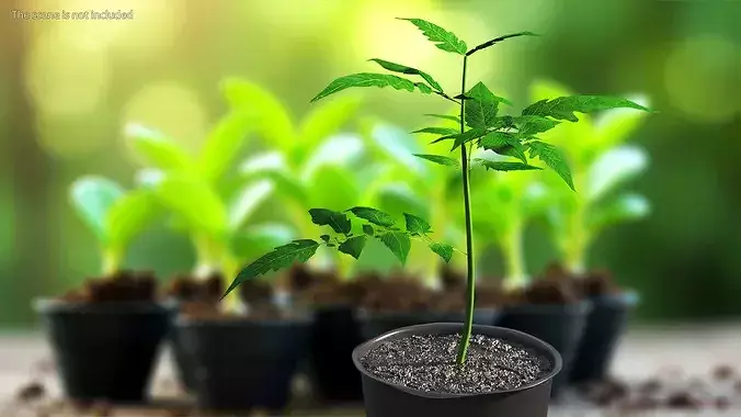 GreenGrow Tomato Seedling in Nursery Pot Black 3D model 4