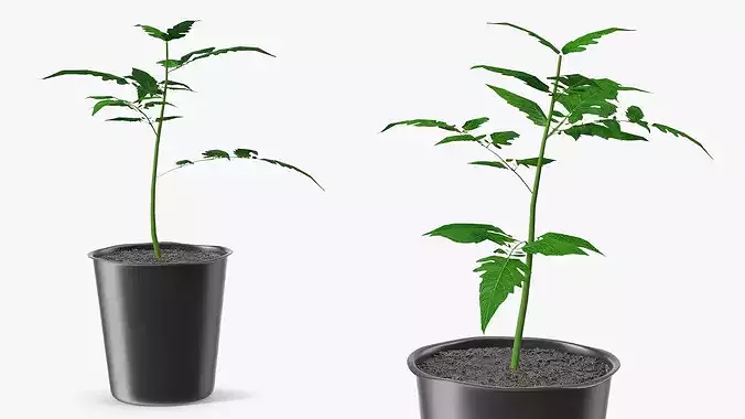 GreenGrow Tomato Seedling in Nursery Pot Black 3D model 6