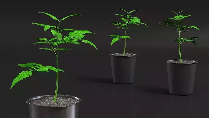 GreenGrow Tomato Seedling in Nursery Pot Black 3D model 5