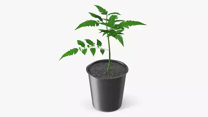 GreenGrow Tomato Seedling in Nursery Pot Black 3D model