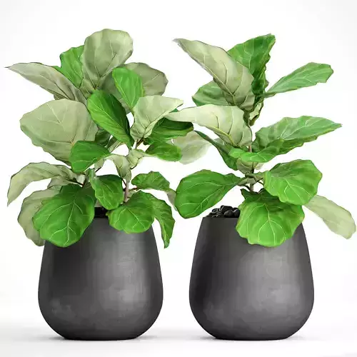 Ficus Lyrata Trees 3D model