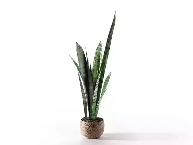 Snake Plant in Pot 3D model