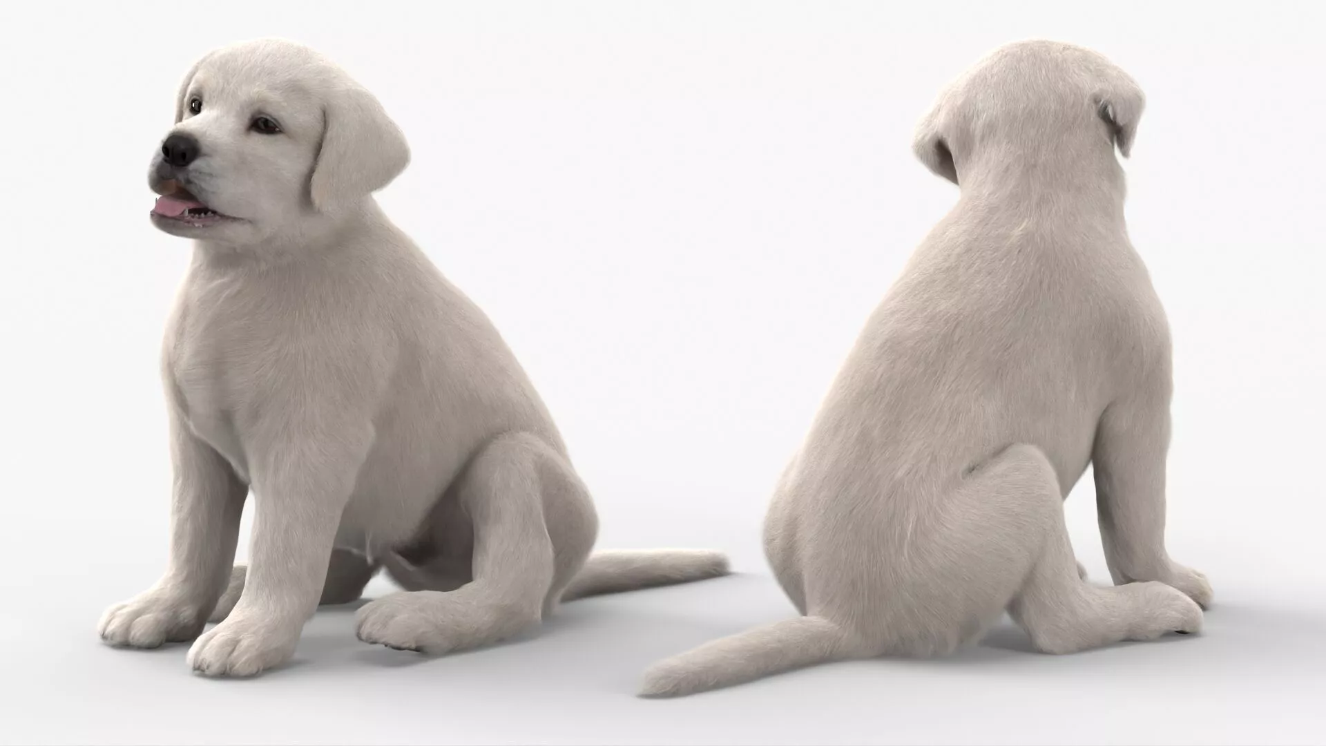 White Labrador Retriever Puppy Sitting Pose Fur 3D model
