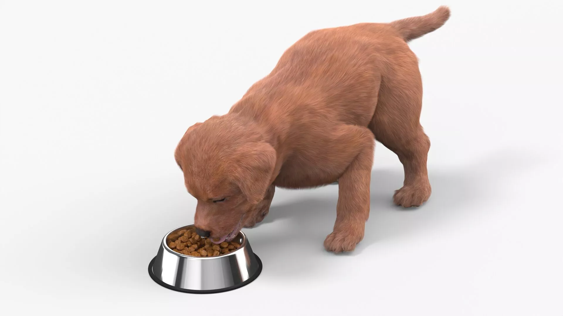 Brown Labrador Puppy Eating Dog Food Fur 3D model