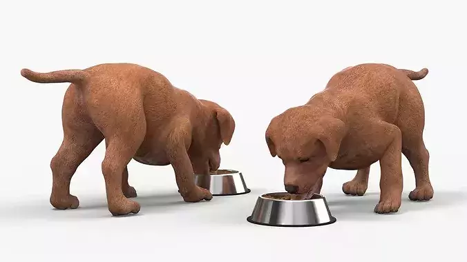Brown Labrador Puppy Eating Dog Food 3D model 7