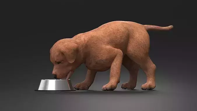 Brown Labrador Puppy Eating Dog Food 3D model 5