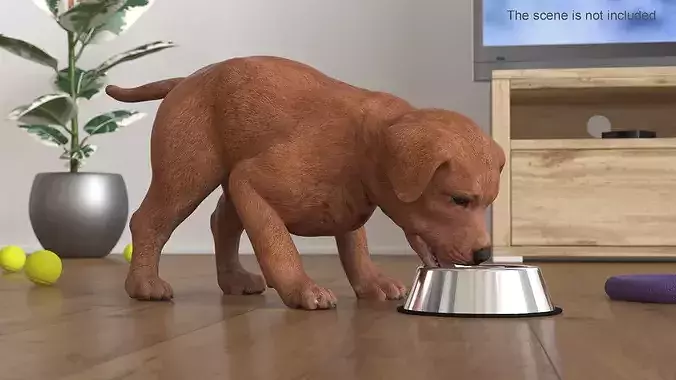 Brown Labrador Puppy Eating Dog Food 3D model 3