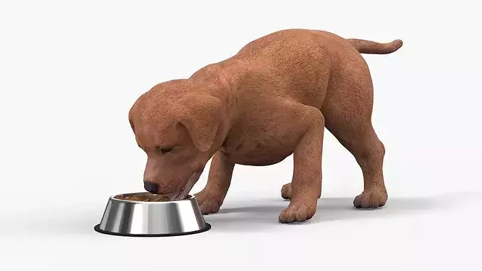 Brown Labrador Puppy Eating Dog Food 3D model 2