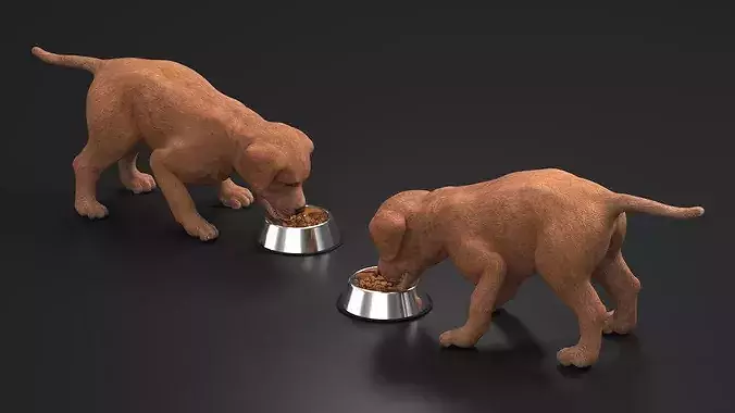 Brown Labrador Puppy Eating Dog Food 3D model 6